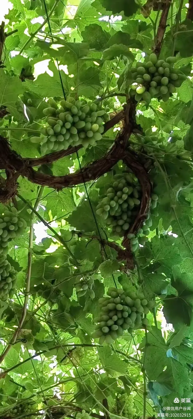 新疆葡萄沟 葡萄串串香